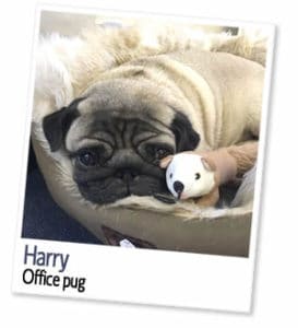 Harry, office pug at London Homestays