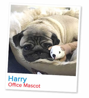 Harry, office pug at London Homestays