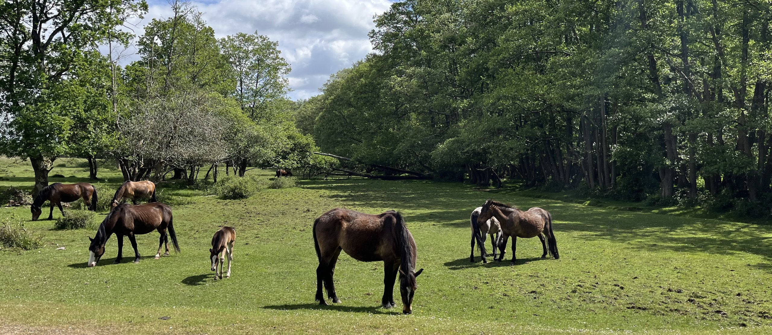Ponies and foals grazing in the New Forest