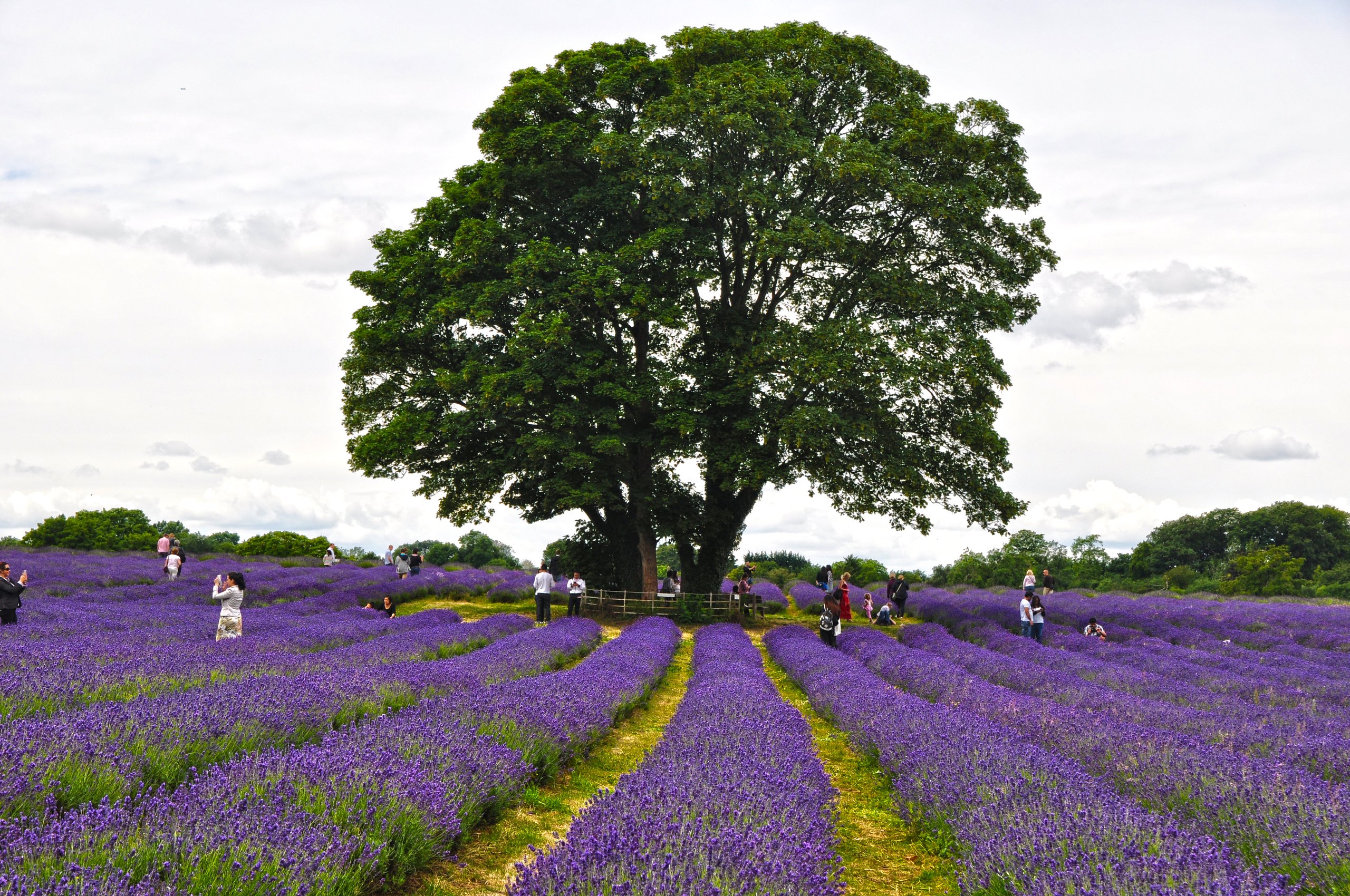 A lone oak tree in the lavender fields at Mayfield near Sutton